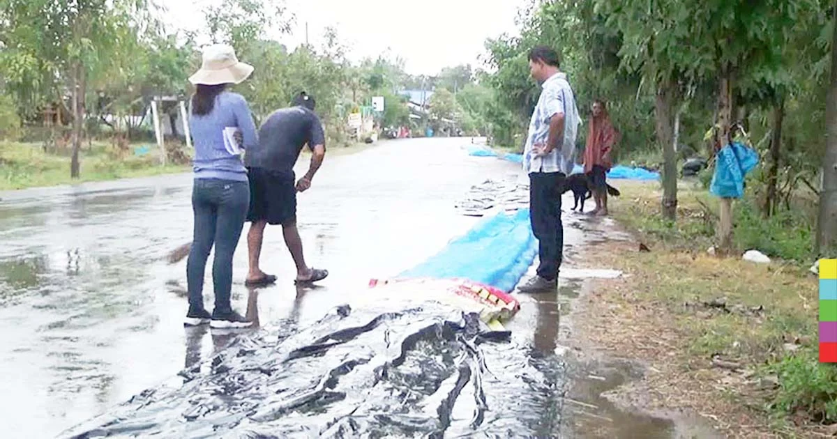 เช้าหมอกลงจัด ตกบ่ายฝนตก ข้าวที่ชาวนาตากไว้เปียก เสียหายอีกรอบ