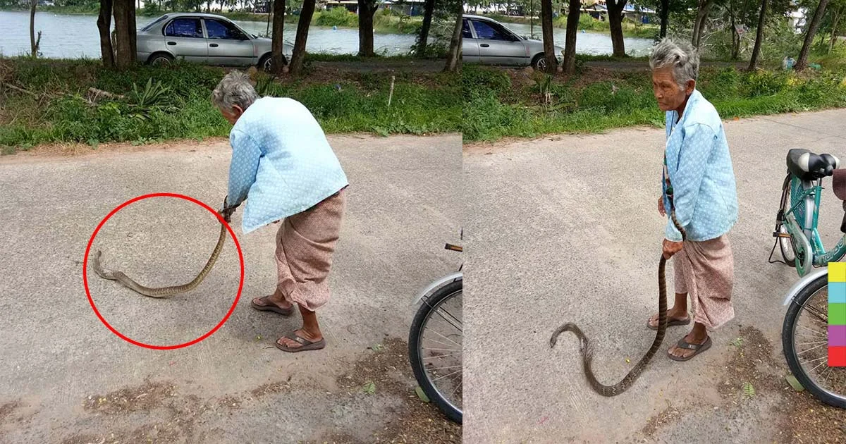 คุณยายสายโหด ! จับงูมือเปล่าฟาดพื้นจนตาย ซ้ำกบยังกระเด็นออกจากปาก