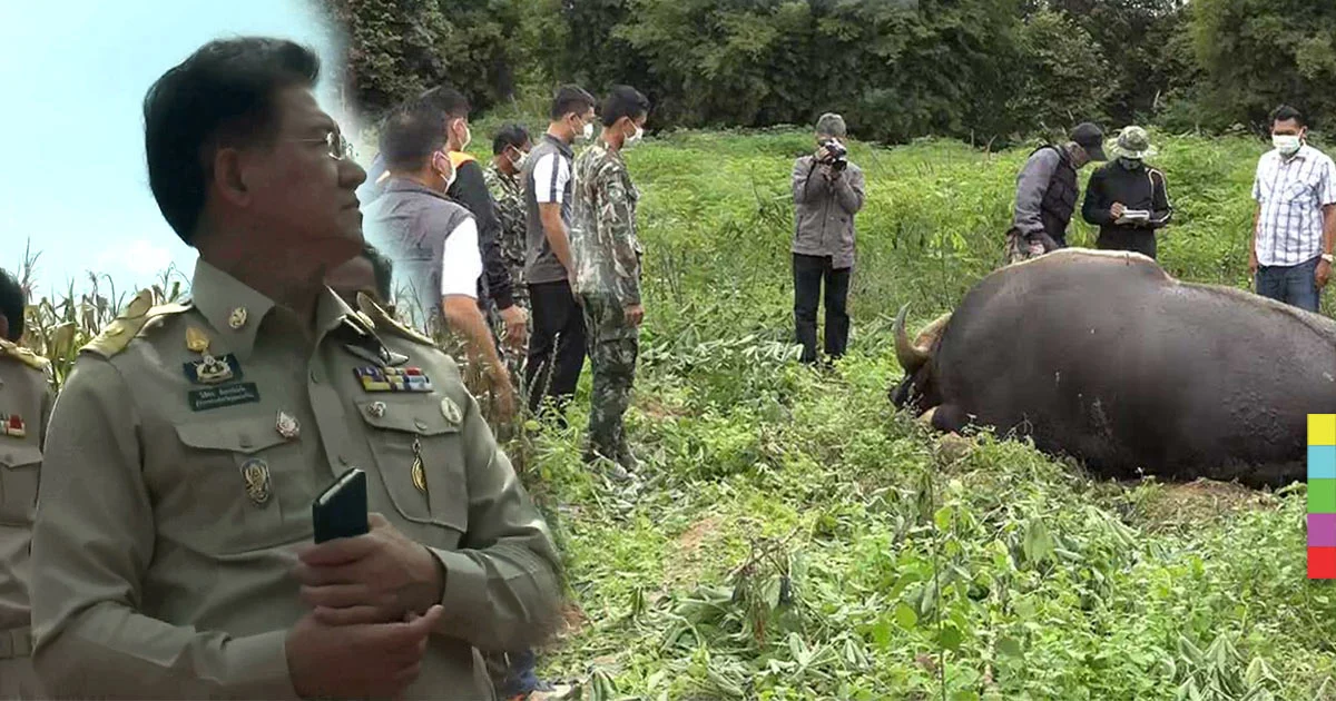 เตรียมย้าย “กระทิง” เขาแผงม้าไปภูหลวง เชื่อแก้ปัญหากระทิงถูกยิง