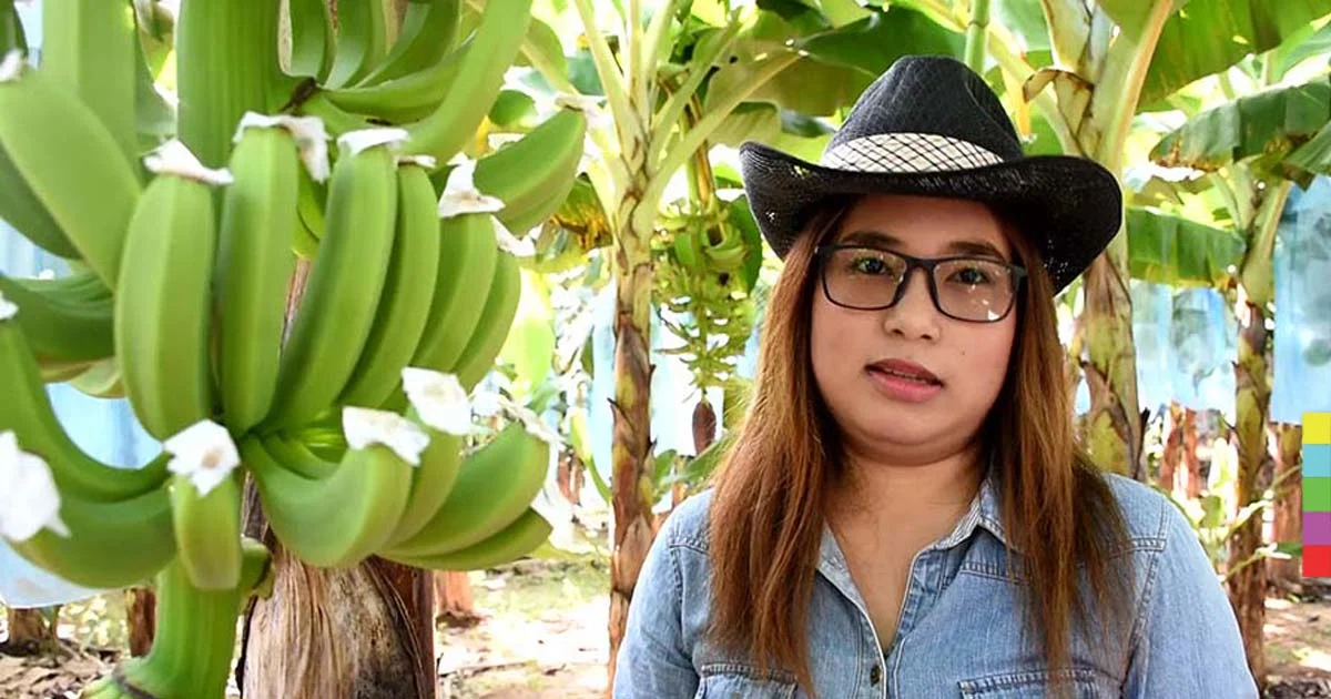 สาว ป.โท ดีกรีนักเรียนนอกหาช่องว่างตลาดจีน ปลูกกล้วยหอมเขียวส่งออก