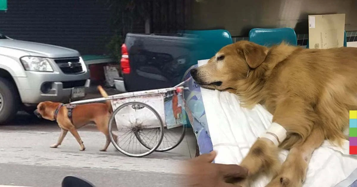 “เจ้าสมหวัง” สุนัขลากรถบิณฑบาต 100 โล ป่วยเดินไม่ได้