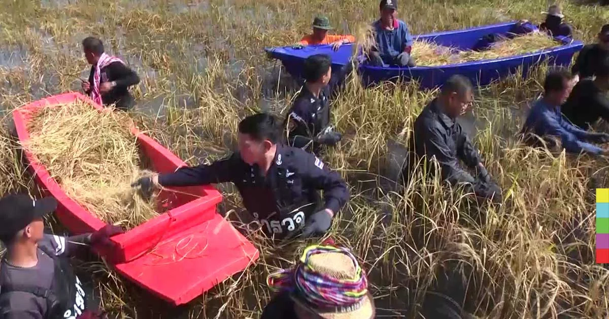 ตำรวจลอยคอเกี่ยวข้าว ซับน้ำตาชาวนากาฬสินธุ์ที่ถูกน้ำท่วมนานกว่า 4 เดือน