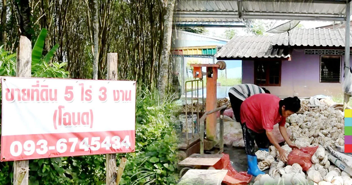 ชาวสวนยางพาราไม่ไหว ขายที่ดีกว่า ถ้าราคายางจะตกต่ำขนาดนี้ !
