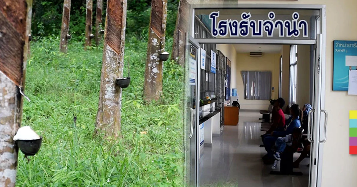 ราคายางตกต่ำ ชาวสวนเตรียมไปสงขลารับ “ครม.สัญจร”