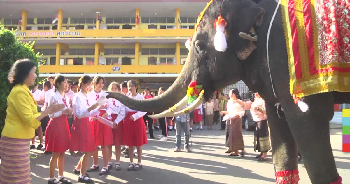 ช้างวังเพนียดลงแจกโบรชัวร์ ชวนคนอยุธยา “ก้าวคนละก้าว ร่วมก้าวไปหาตูน”