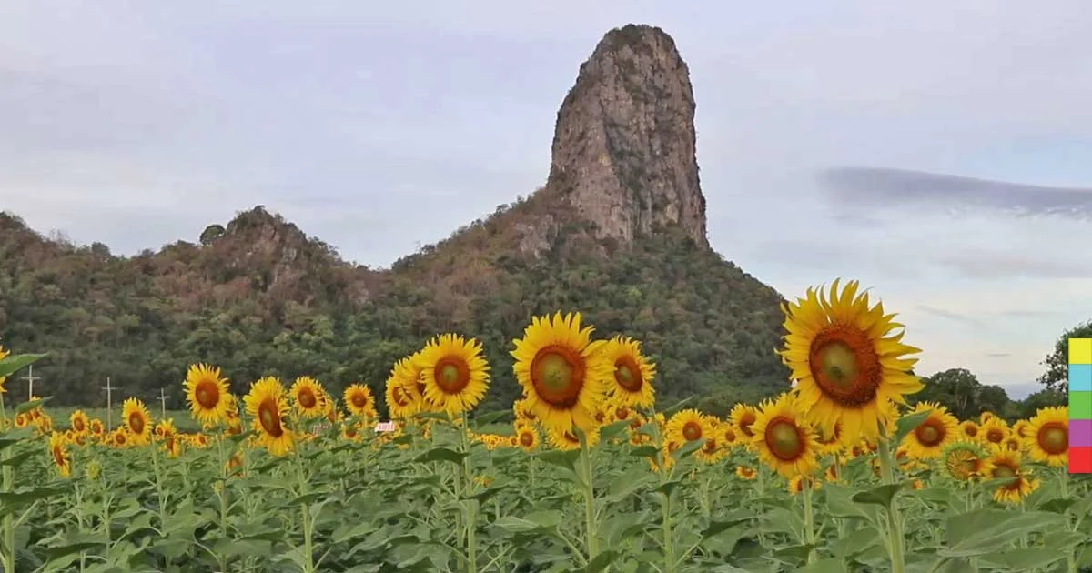 เที่ยวถนนสายดอกไม้ ชมทุ่งทานตะวันบานที่เขาโด่ จ.ลพบุรี