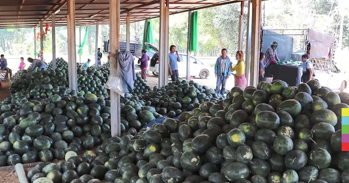 ตลาดแตงโมคึกคัก ! เกษตรกรกาฬสินธุ์เผยราคาตก ยังดีกว่าทำนาขาดทุน