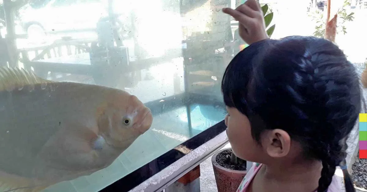 ร้านอาหารที่ จ.สุโขทัย ใช้ “ปลาแรดขี้เล่น” ดึงลูกค้า