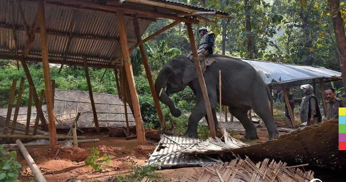 ตร.อินเดีย ขี่ช้างปฏิบัติการทวงคืนผืนป่า ขับไล่ชาวบ้านนับร้อย