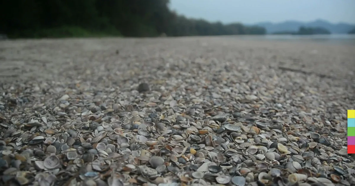 คลื่นแรง! ซัดเปลือกหอยเกยหาด สร้างสีสันทะเลกระบี่