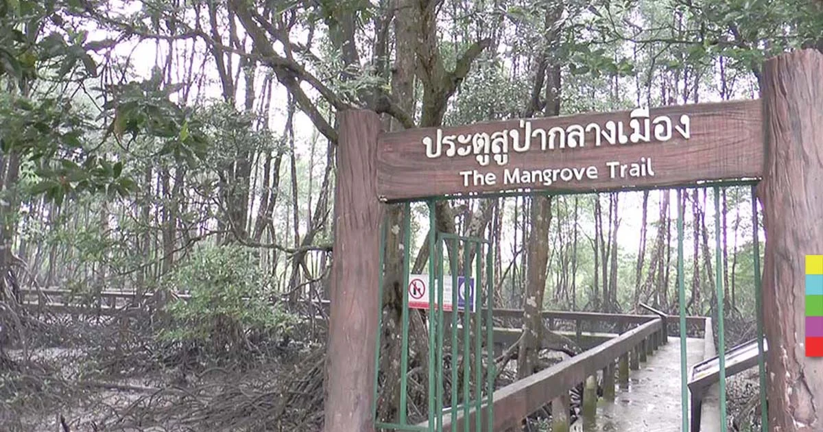 จ.ระนอง พร้อมชู “ป่าชายเลน” ขึ้นเป็นมรดกโลก