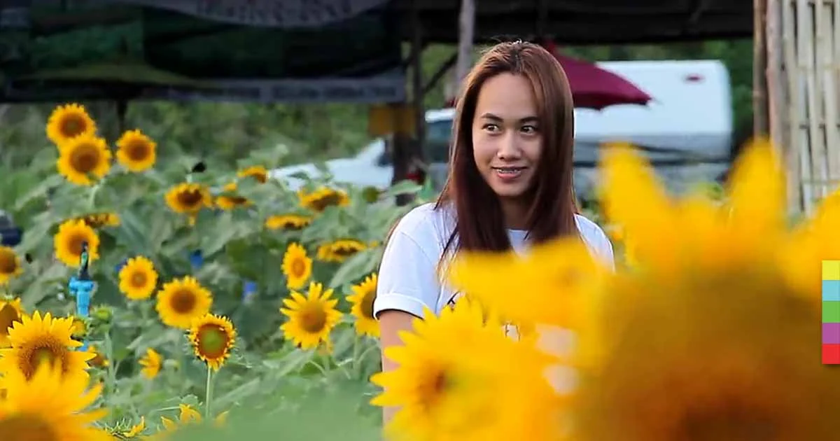 ทุ่งทานตะวันที่ชลบุรี สวยงามไม่แพ้ที่อื่น