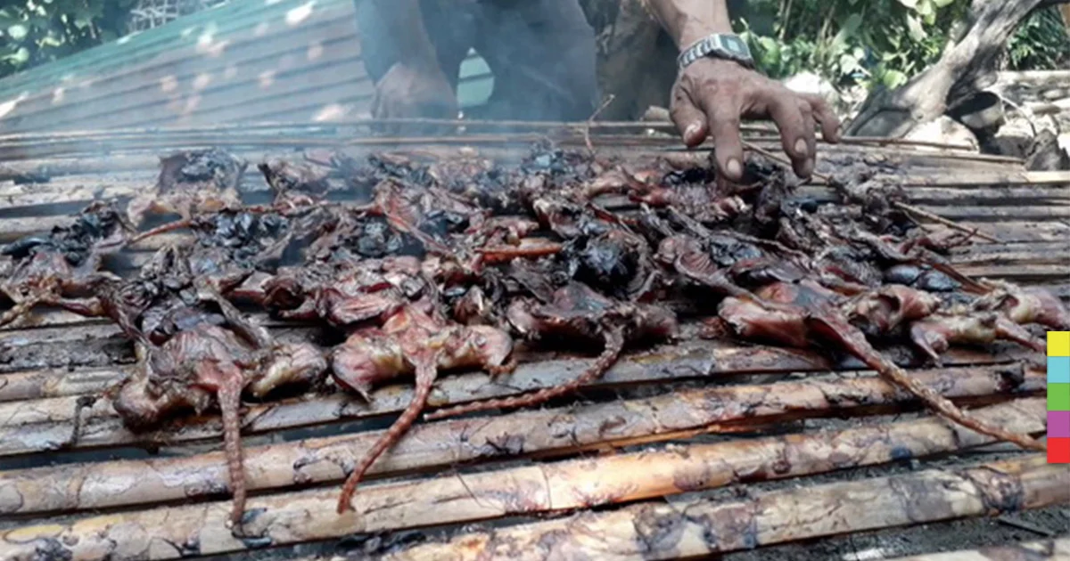 ‘หนูนาย่าง’ อาหารท้องถิ่น อร่อยแพง! สร้างรายได้งามให้นักล่า