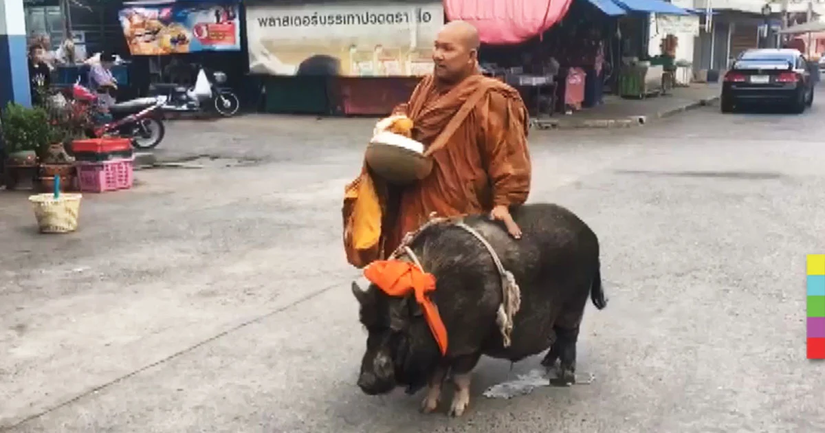 ‘เจ้าล้าน’ หมูป่าสุดเชื่อง เดินตามพระบิณฑบาต เผย กินเเต่ผักผลไม้ ชอบองุ่นเป็นพิเศษ