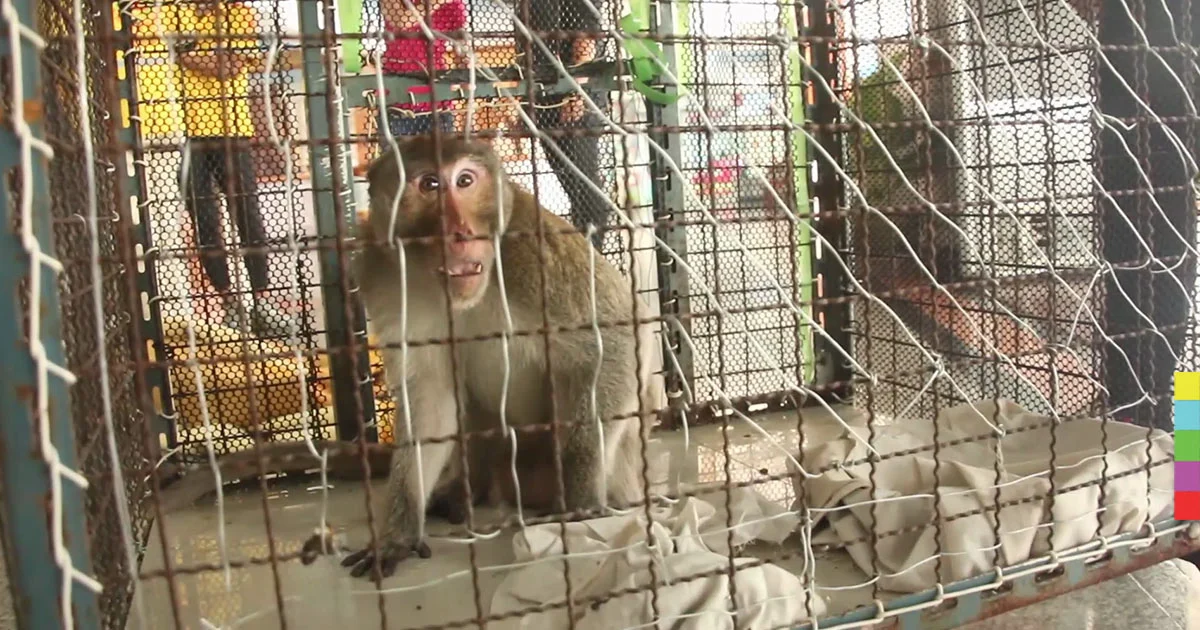 แตกตื่น ! ลิงบุกโรงแรมเมืองระยอง กู้ภัยเร่งไล่จับ