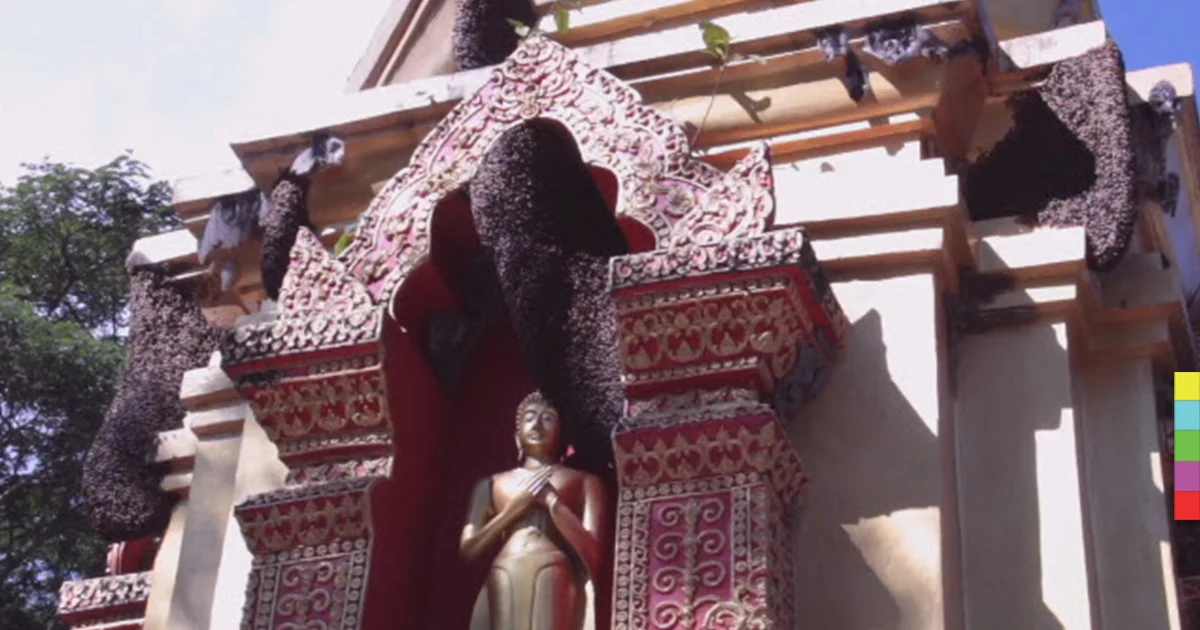 ผึ้งนับล้าน แห่ทำรังเต็มวิหารและเจดีย์นานนับ 10 ปี