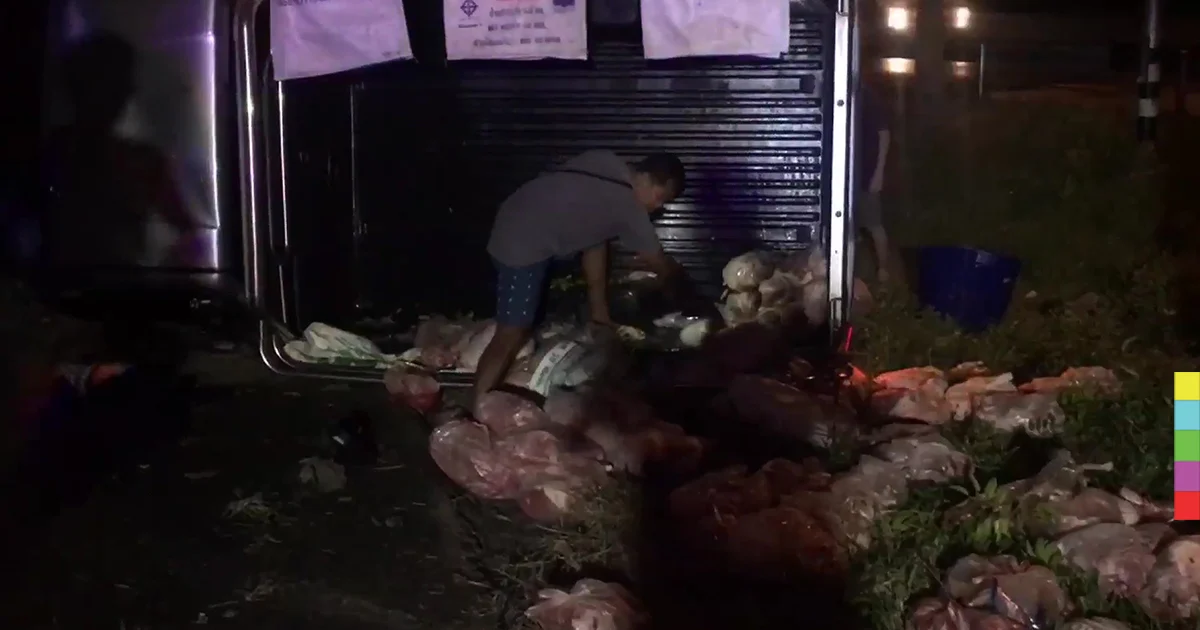 ฝนตก เกิดอุบัติเหตุรถบรรทุกหมูพลิกคว่ำ