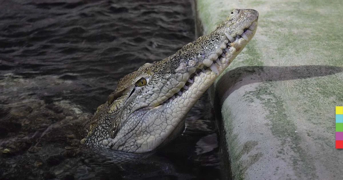 หนุนเกษตรกร เลี้ยงจระเข้ส่งออก พบปี 60 ทำมูลค่าสูงถึง 3,800 ล้านบาท