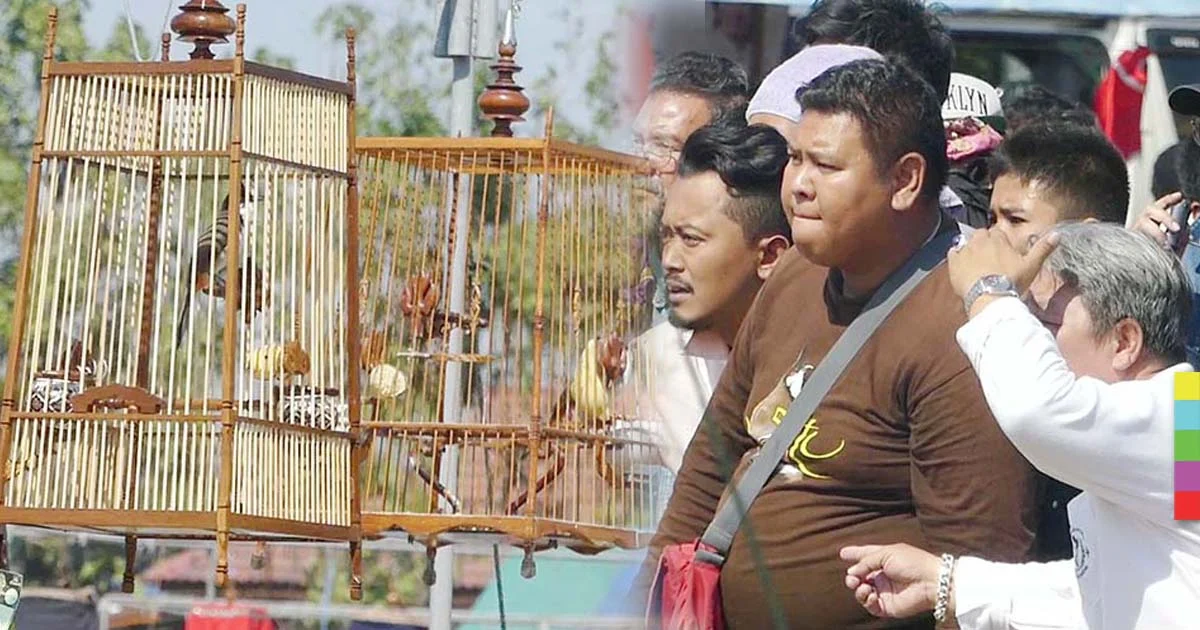 ลุ้นนกกรงหัวจุกประชันเสียงร้อง สมทบก้าวคนละก้าว ของ ตูน บอดี้สแลม