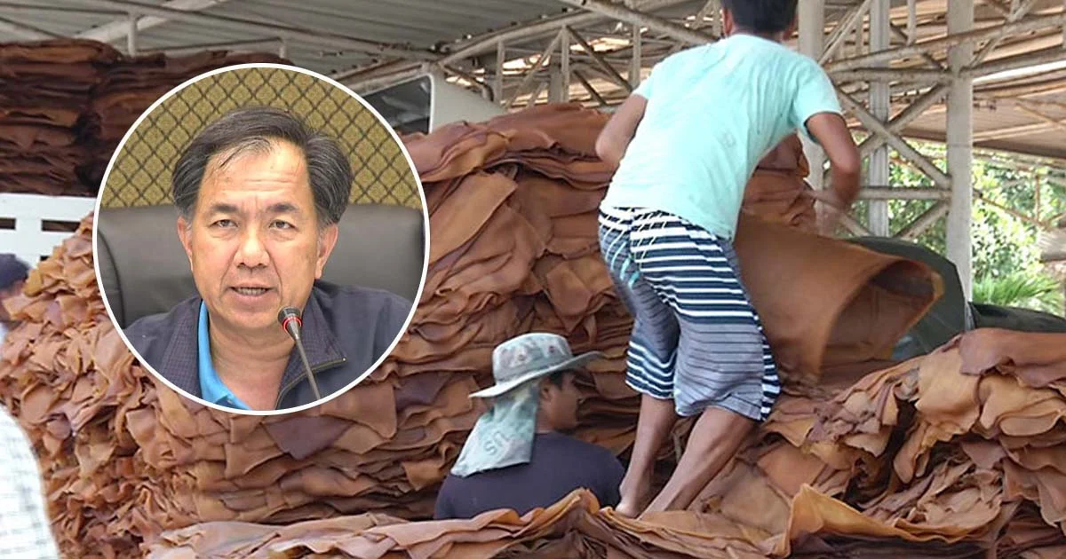 การยางฯ เตรียมรับซื้อยางพารา ในราคาไม่ต่ำกว่าต้นทุน ม.ค.ปี 61