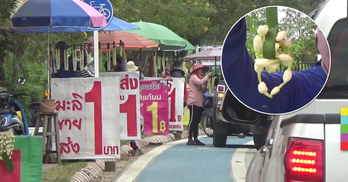 ‘มาลัยมะลิ’ นับแสนล้นวัดดอยคำ พบติดป้ายลวงขาย ‘พวงละบาท’