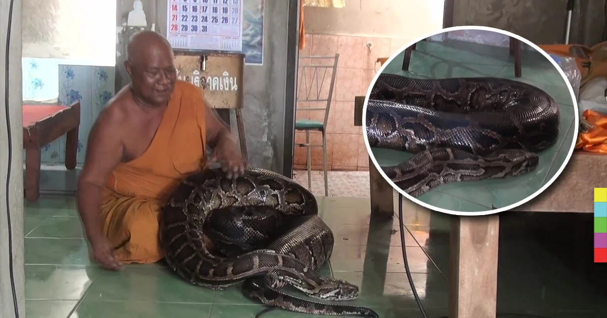 ชาวบ้านศรัทธางูหลามยักษ์ รักษาคนป่วย