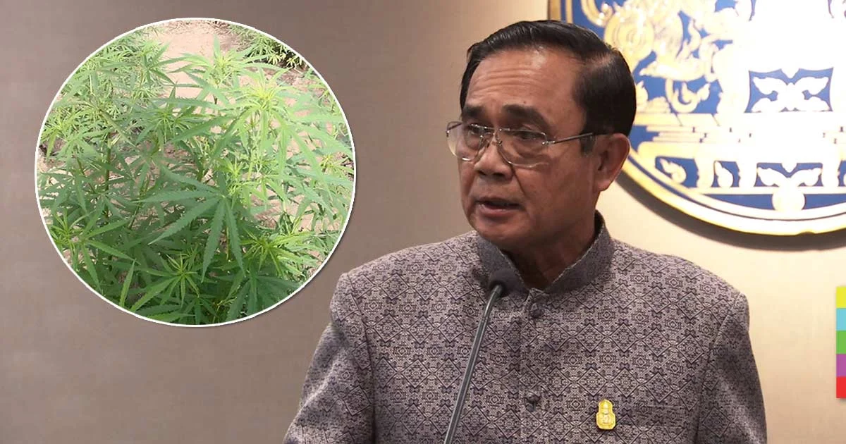นายกฯไม่เห็นด้วย นำร่องปลูกกัญชา 5 พันไร่ ชี้คนไทยยังรับไม่ได้