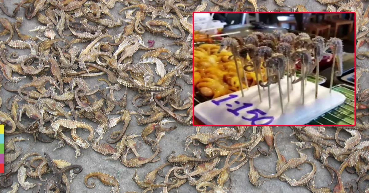 ‘ยกเลิกสัญญา’ ร้านม้าน้ำย่าง พร้อมสั่งปิดทันที