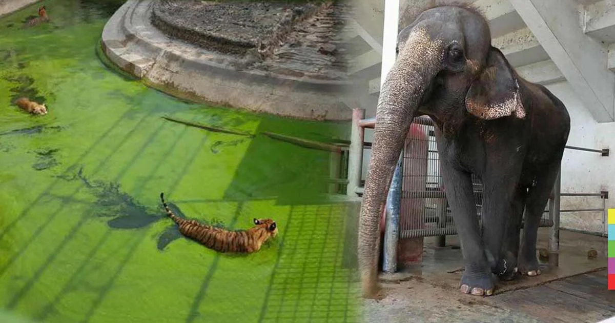 สุดหดหู่ ! เพจดังโพสต์ภาพ ชีวิตความเป็นอยู่ของสัตว์ ในฟาร์มจระเข้สมุทรปราการ