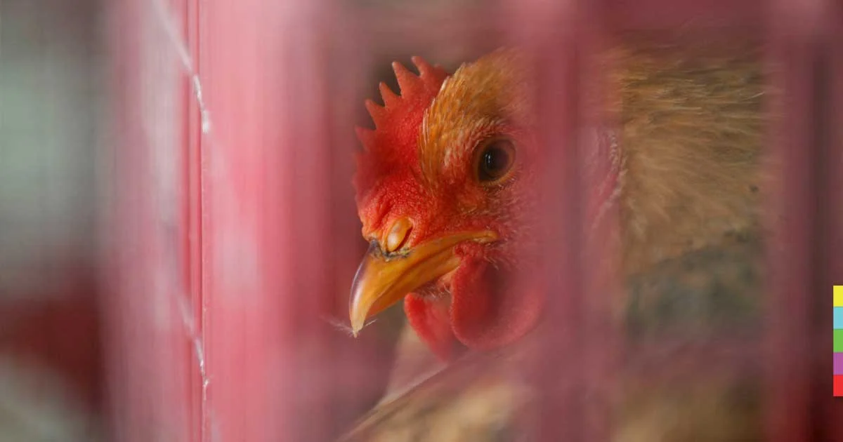 ฮ่องกงเผย พบผู้ติดเชื้อไข้หวัดนก H7N4 รายแรกของโลก