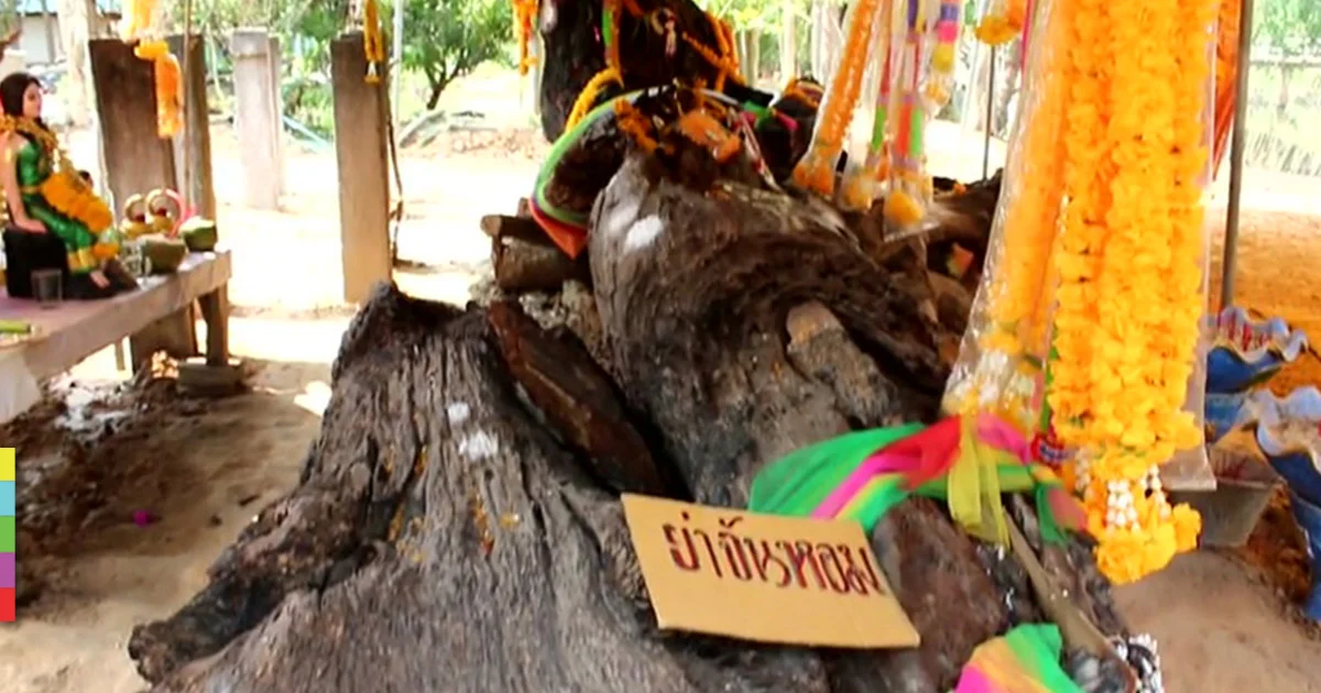 พบตะเคียนยักษ์อายุ 200 ปี 2 ต้นในลำน้ำมาศ