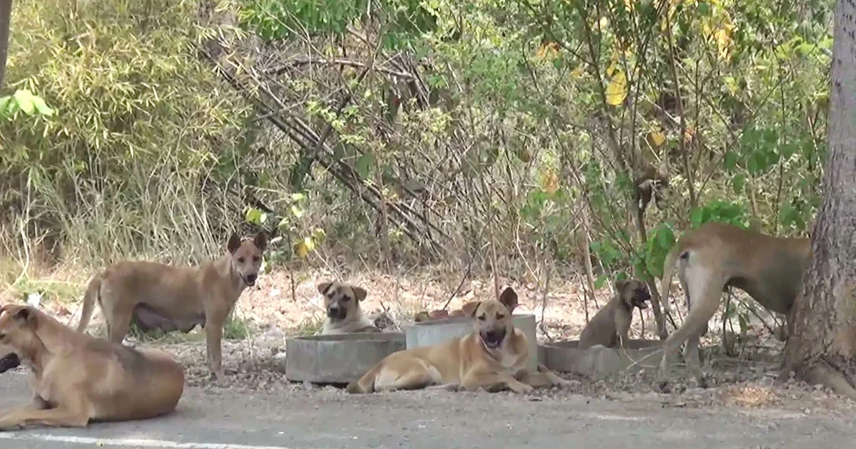 ลำปางหวั่น ‘พิษสุนัขบ้า’ ระบาด หลังพบสุนัขจรจัดกว่า 300 ตัว