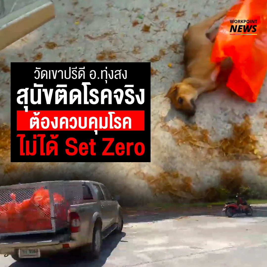วัดเขาปรีดี อ.ทุ่งสง สุนัขติดโรคจริงต้องควบคุมโรคไม่ได้ Set Zero