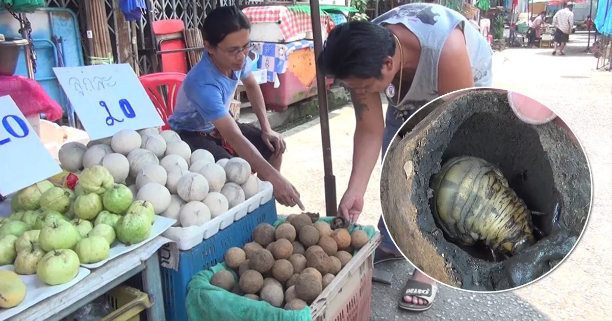 ชาวน่านแห่ซื้อ “บ่าขี้เบ้า” อาหารพื้นบ้านรสเลิศ ขายดีวันละกว่า 3,000 บาท