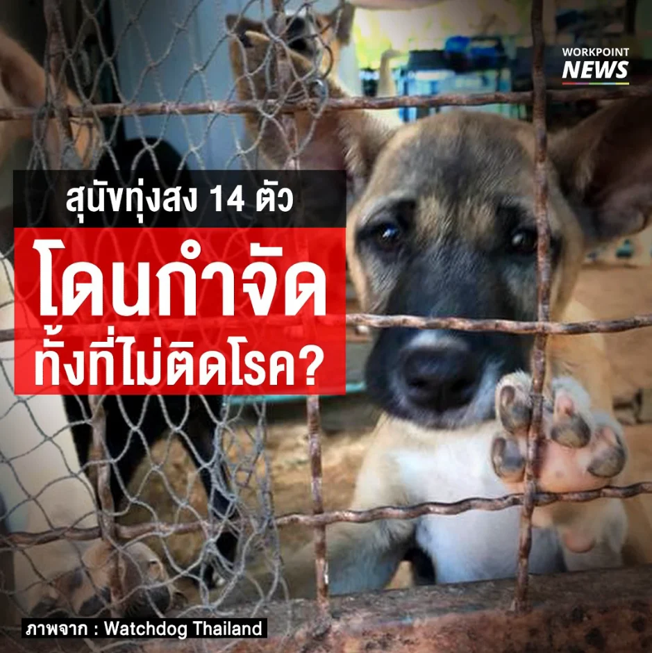 สุนัขทุ่งสง 14 ตัว โดนกำจัด ทั้งที่ไม่ติดโรค?
