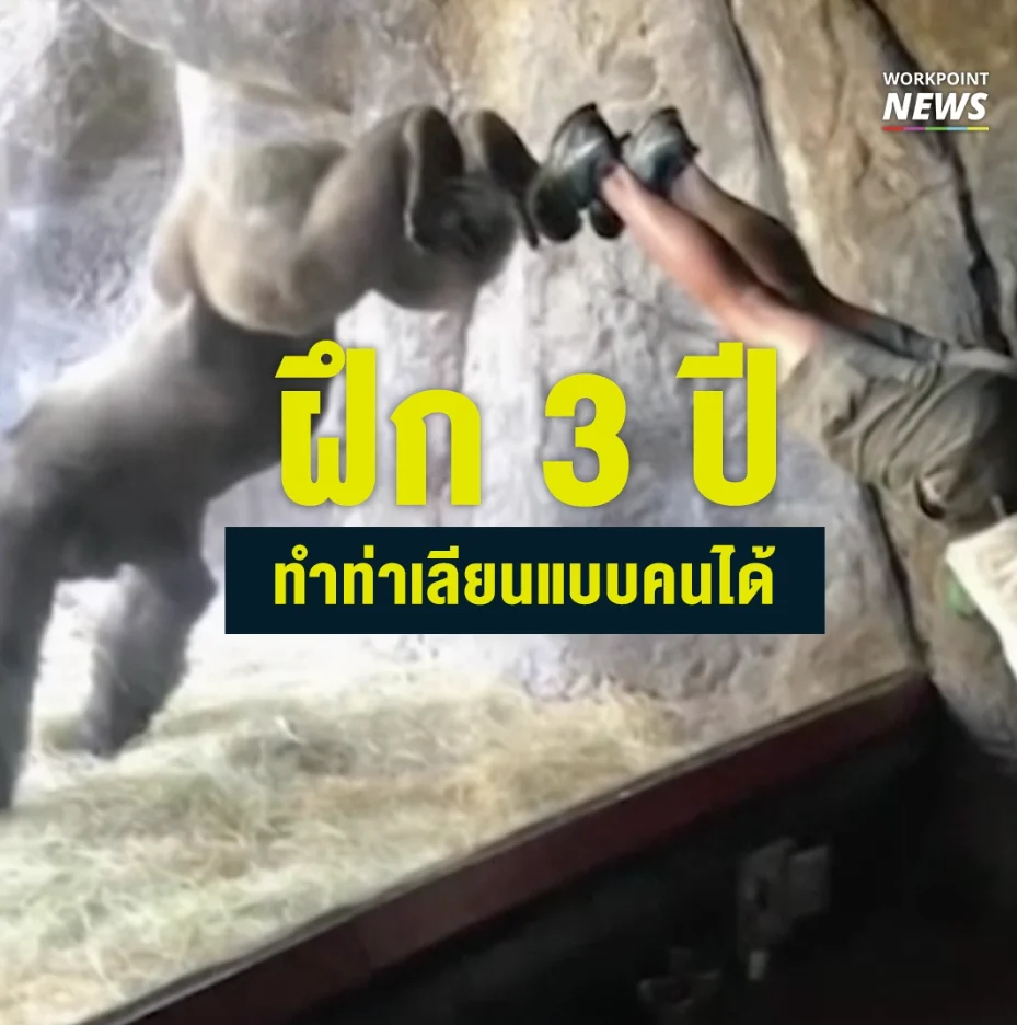 ฝึก 3 ปี ทำท่าเลียนแบบคนได้