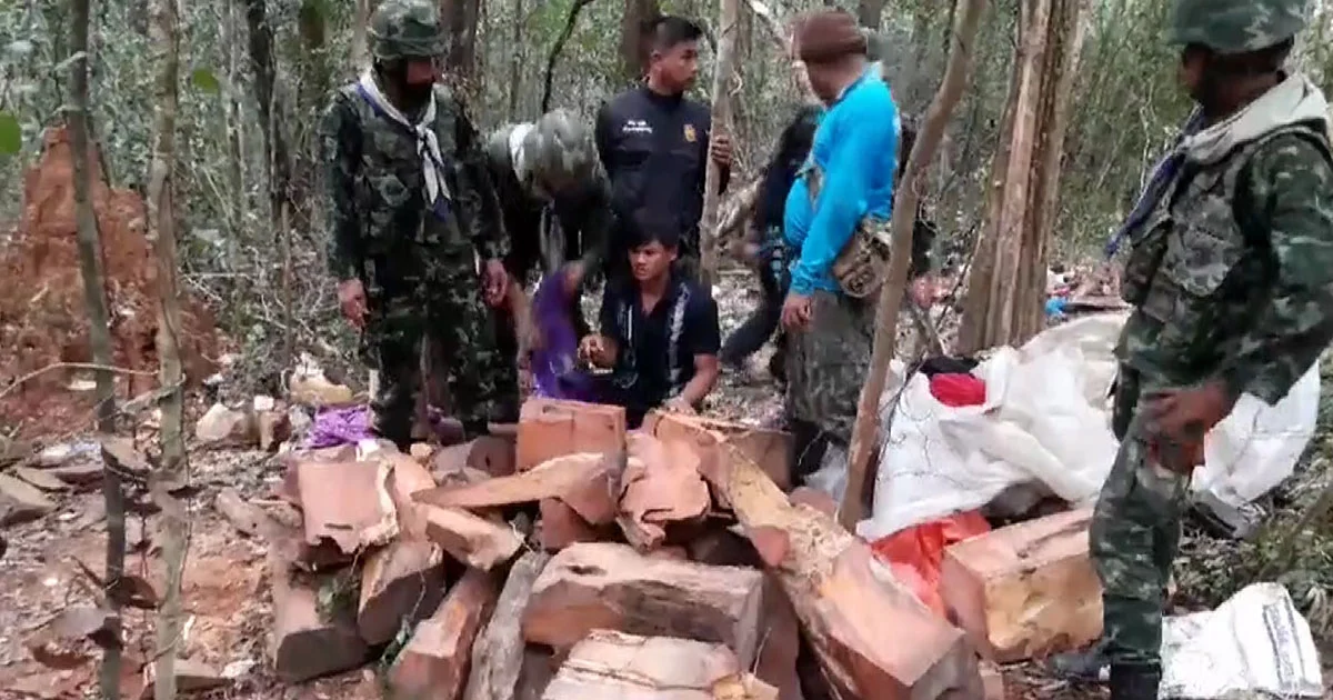 ไล่จับ ‘แก๊งเขมร’ ลอบตัดไม้พะยูง ชายแดนไทย รวบได้ 1 ราย