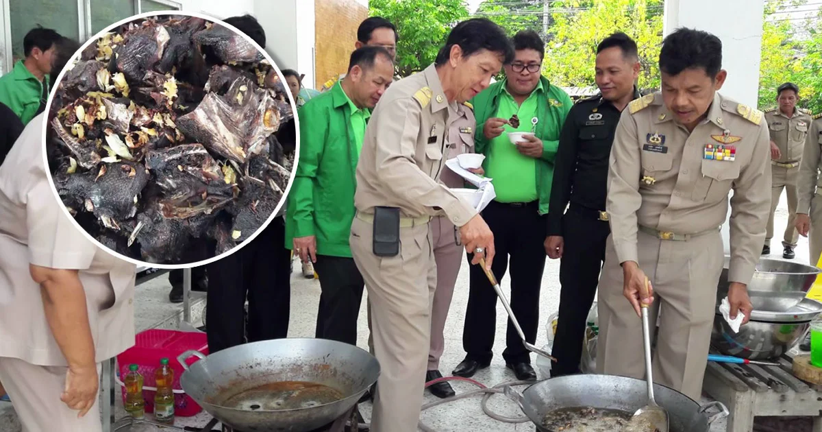 นายอำเภอสั่งจับตาย! “นกพิราบ” เกลื่อนเมือง-ทำเมนูเด็ด