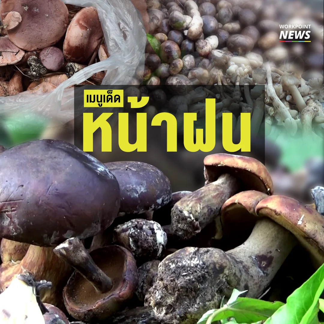 สารพัดเห็ดเมนูเด็ดหน้าฝน