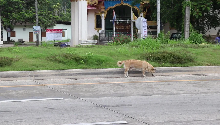 สุนัขพลัดตกกระบะ นั่งเศร้ารอเจ้าของบนเกาะกลางถนน
