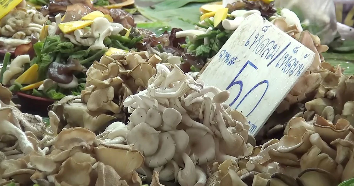 สนง.ควบคุมโรคเตือน ! หน้าฝนนี้ เก็บเห็ดพิษมากิน อันตรายถึงตาย
