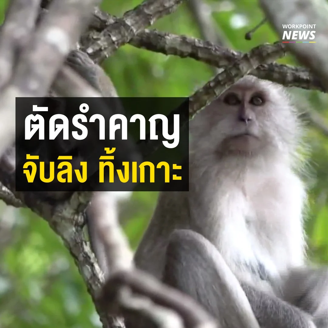 แก้ปัญหากวนคน จับลิงปล่อยเกาะ