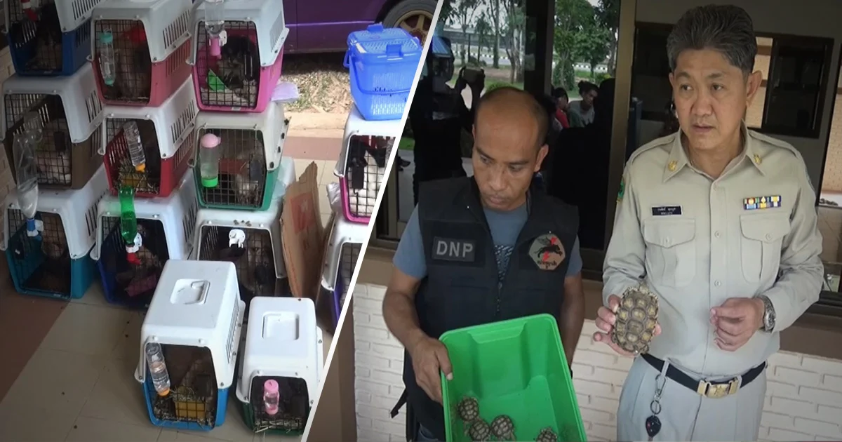 รวบครอบครัวชาวไทยรับจ้างขน เต่า กิ้งก่า สุนัข ข้ามโขงส่งขายเวียดนาม
