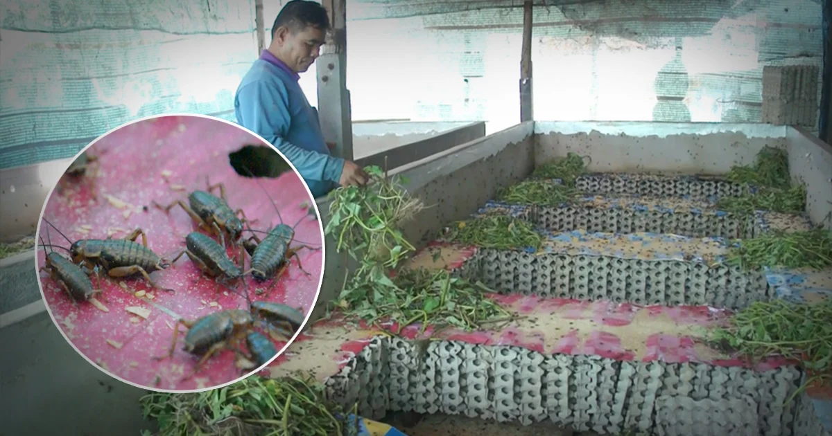 ผู้ใหญ่บ้านโคราช สร้างอาชีพเลี้ยง “จิ้งหรีด” ขาย รายได้หลักแสน