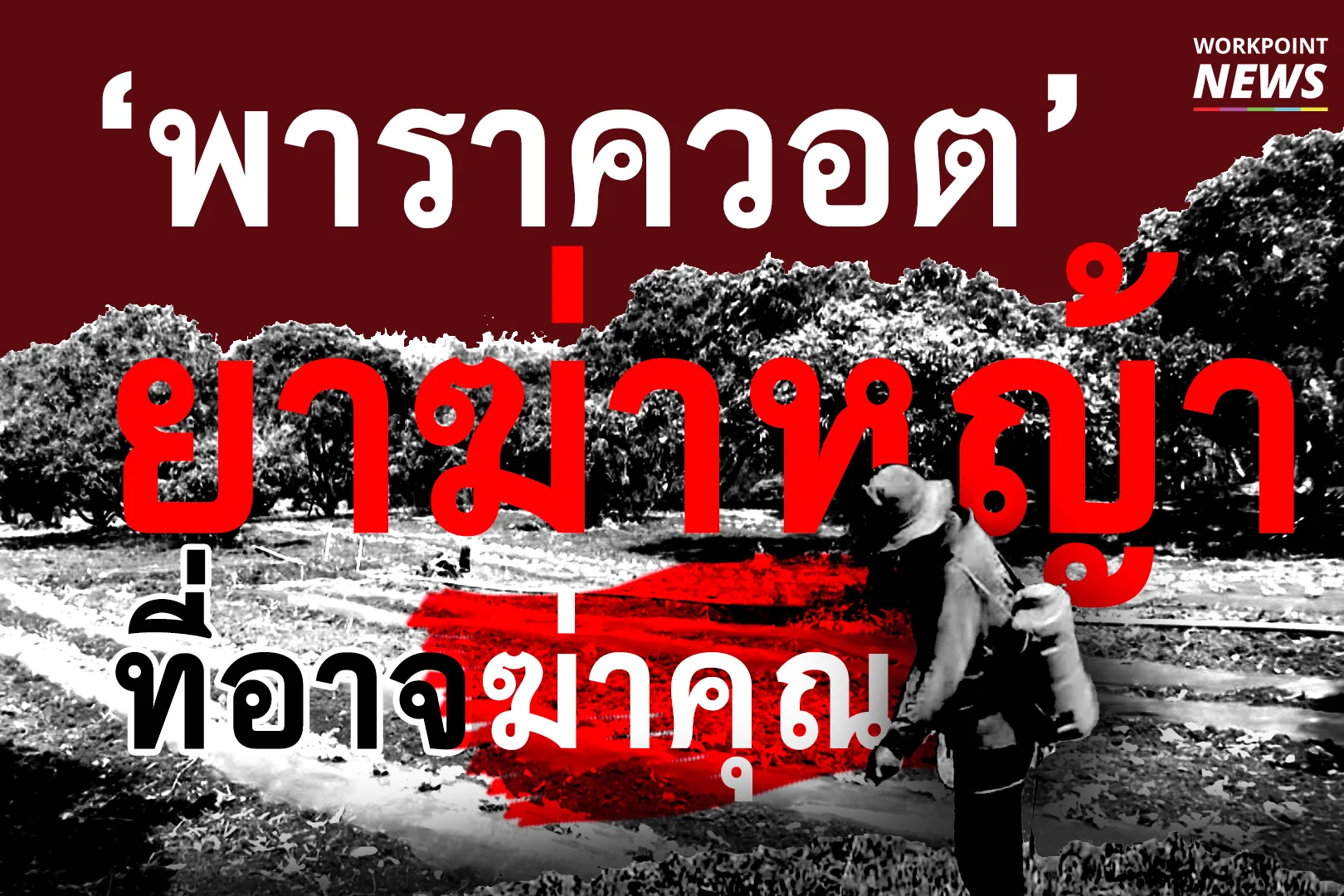 ‘พาราควอต’ ยาฆ่าหญ้า ที่อาจฆ่าคุณ