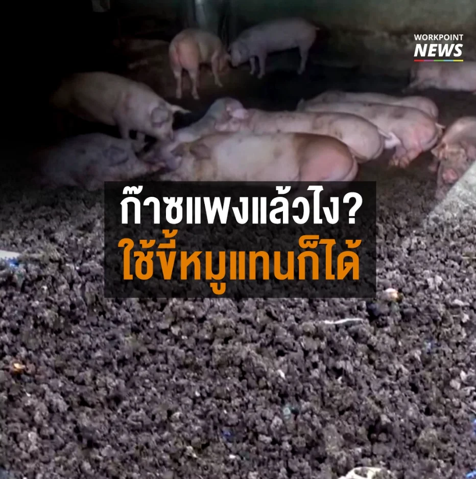 ก๊าซแพงแล้วไง? ใช้ขี้หมูแทนก็ได้