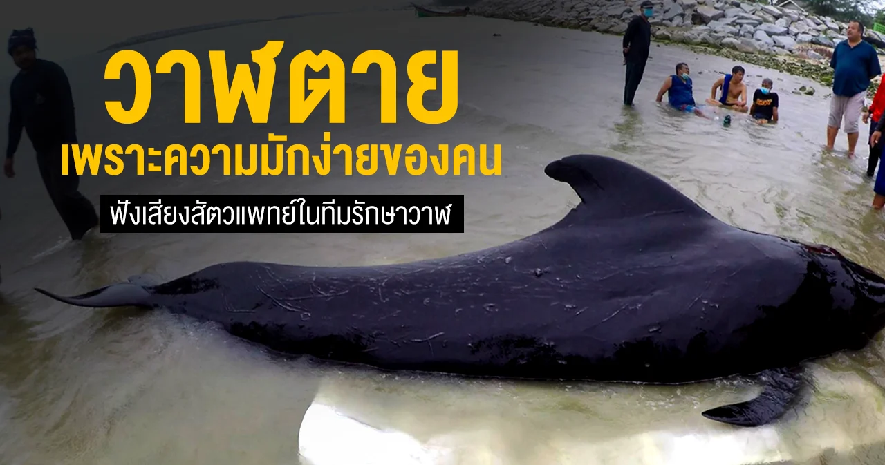 ฟังเสียง สัตวแพทย์ในทีมรักษาวาฬนำร่องครีบสั้นที่เพิ่งตาย