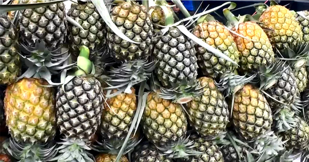 ชัยภูมิ วอนช่วยรับซื้อสับปะรด เกษตรกรเดือดร้อนหลัก ราคาต่ำที่สุดในรอบ 10 ปี