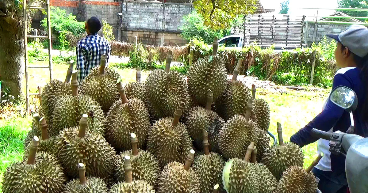 เกษตรกร เร่งตัดทุเรียนส่งขายต่างประเทศ เผย ได้ราคาดี
