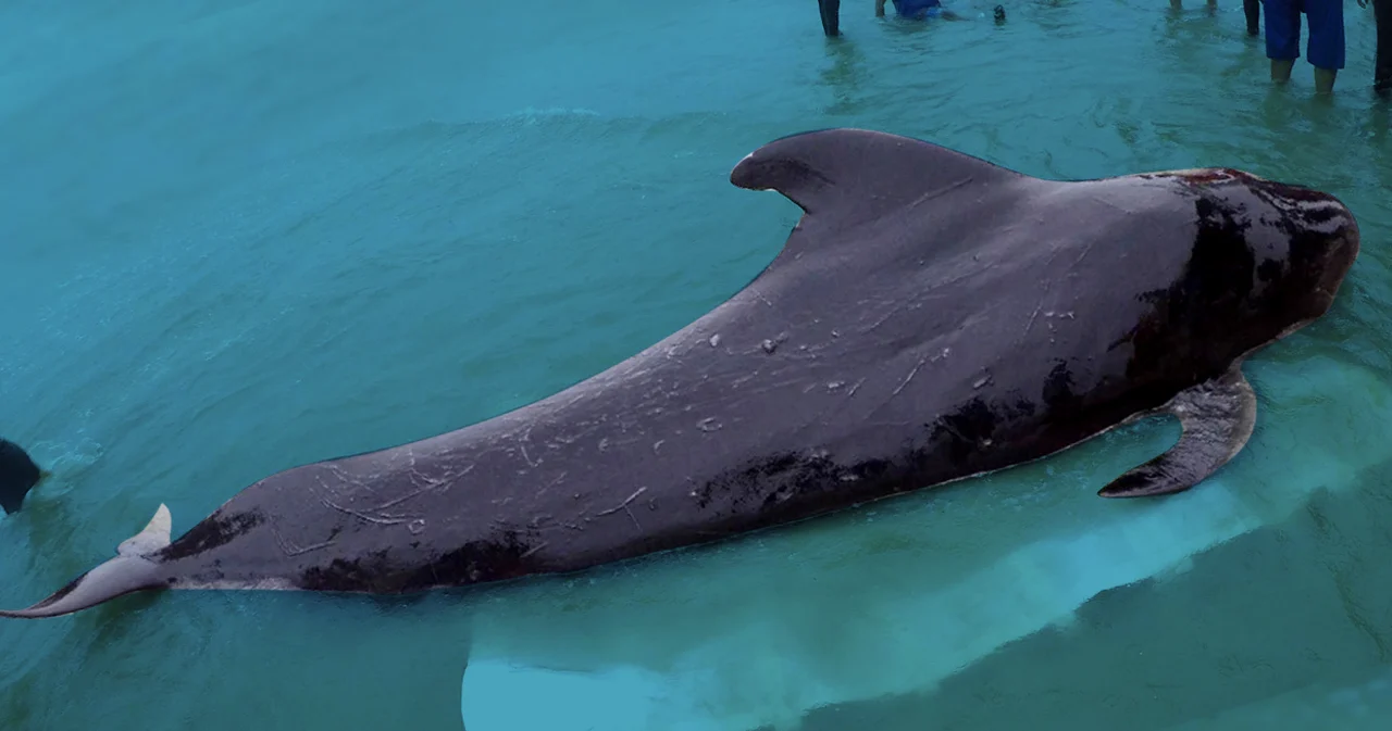 “ThaiWhales” ผู้บันทึกภารกิจช่วยชีวิตวาฬไทย